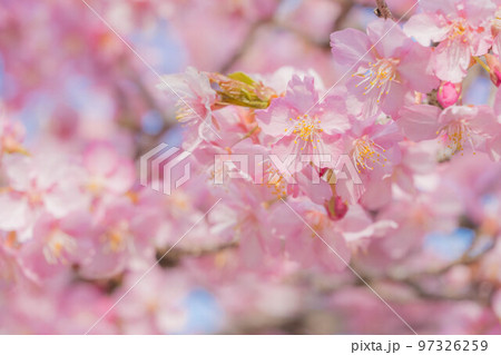 春イメージ　満開の河津桜 97326259