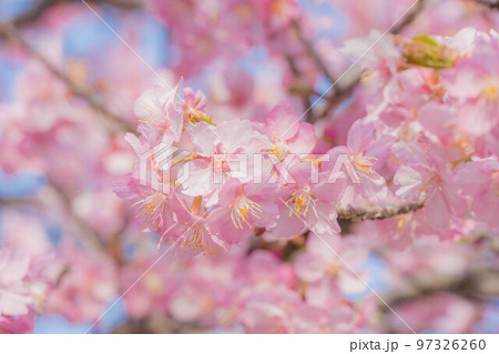 春イメージ 満開の河津桜 春イメージ 満開の河津桜 97326260
