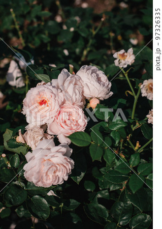 中之島公園のバラ　オレンジ色のバラ　中之島バラ園　大阪　バラ園 97326335