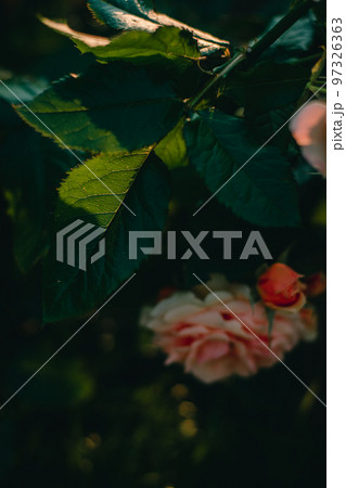 中之島公園のバラ　オレンジ色のバラ　中之島バラ園　大阪　バラ園 97326363