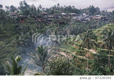 View of rice terraces of tegalalang in center of island of Bali in Indonesia, Ubud. Wooden houses and settlement of locals on hill of rice cascading terraces in the evening. Local landmark 97326504
