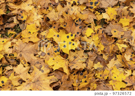 Orange maple foliage after wind and leaf fall Orange maple foliage after wind and leaf fall 97326572