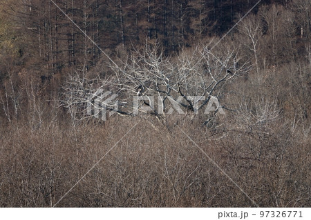 十勝川温泉近くの木にとまるオオワシ 97326771