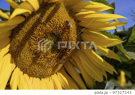 Sunflower field with flowers and bees 97327143