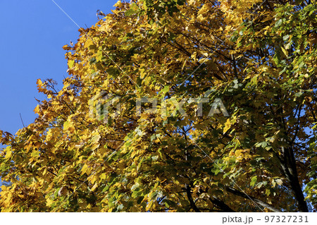 Deciduous trees in the autumn season with colorful foliage 97327231