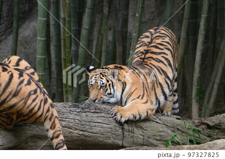 警戒するアムールトラの子1歳 警戒するアムールトラの子1歳 97327825