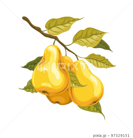 Pears on branch watercolor style 97329151