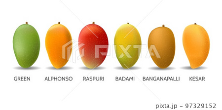 Mango fruits variety 97329152