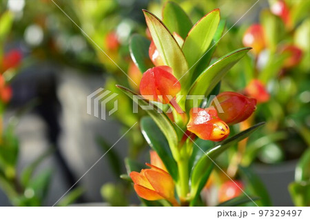 鉢植えのヒポシルタ(金魚の木) 鉢植えのヒポシルタ(金魚の木) 97329497