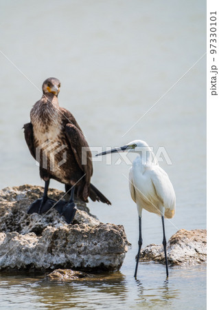 Small white heron, or Little egret, Egretta garzetta, and Great cormorant, Phalacrocorax carbo, sitting on a cliff and looking for fish in shallow water Small white heron, or Little egret, Egretta garzetta, and Great cormorant, Phalacrocorax carbo, sitting on a cliff and looking for fish in shallow water 97330101