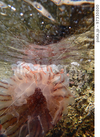 自然に還る 97330800