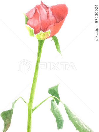 赤い薔薇の水彩画 97330924