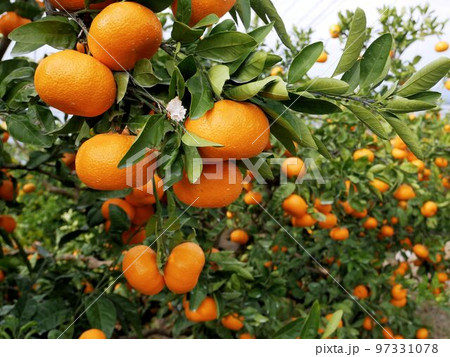 玉名市天水町のみかん　（熊本県） 97331078