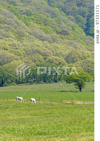 蒜山高原の初夏・新緑のイメージ 97331571