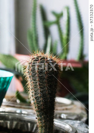 Cactus with needles in pot on the windowsill 97332870