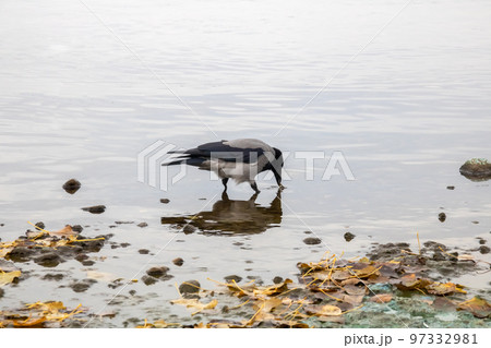 A crow stands on a rock in the water A crow stands on a rock in the water 97332981