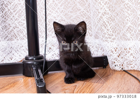Small funny black kitten portrait close up Small funny black kitten portrait close up 97333018
