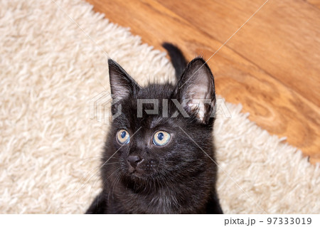 Small funny black kitten portrait close up Small funny black kitten portrait close up 97333019