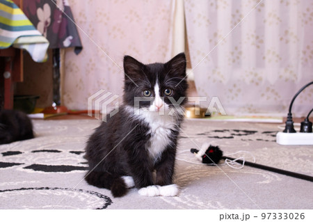 Black fluffy kitten portrait closeup at home Black fluffy kitten portrait closeup at home 97333026
