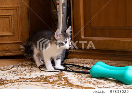 Small grey white kitten in the room Small grey white kitten in the room 97333029