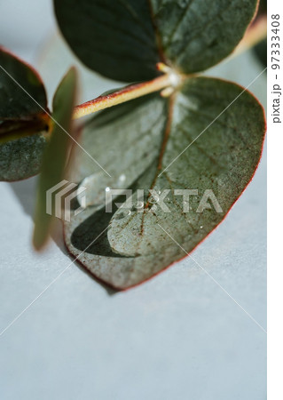 A drop of water fell on a green leaf. A drop of water fell on a green leaf. 97333408