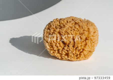 Natural sea sponge on a white background Natural sea sponge on a white background 97333459