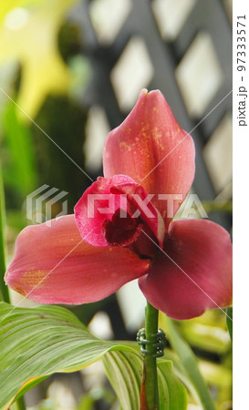 赤い花(ラン)　蘭(2月)リカステ13V9.16 97333571