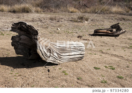 Old grooved driftwood on the shore in the reservoir of Barcena, Bierzo, Spain. 97334280
