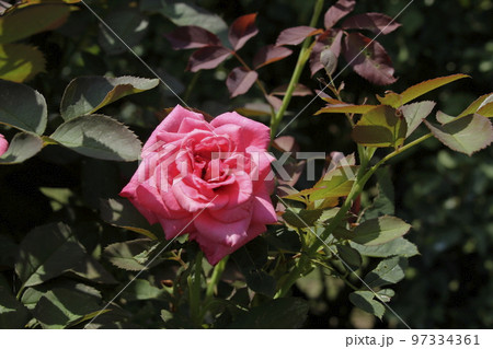 荒尾市　おもやい市民花壇　バラの花、 97334361