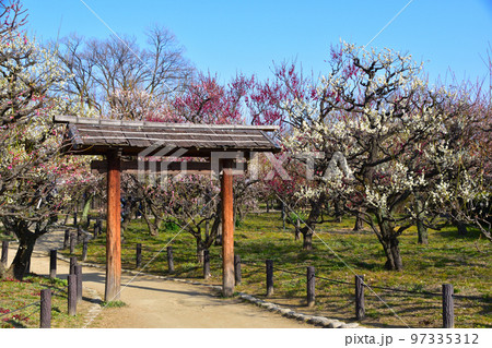 大阪城公園 梅林 大阪城公園 梅林 97335312