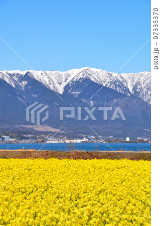 春　菜の花畑　比良山系 97335370