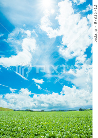 青空とキャベツ畑（長野県川上村） 97335712
