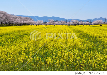 春 藤原京跡 春 藤原京跡 97335783