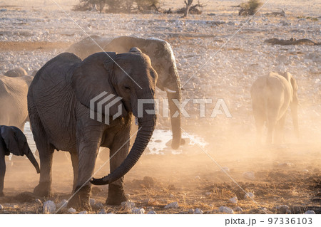 Elephants near a water hole 97336103
