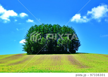 夏の北海道 美瑛の丘 「マイルドセブンの木」 97336301