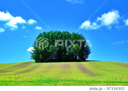夏の北海道 美瑛の丘 「マイルドセブンの木」 97336302