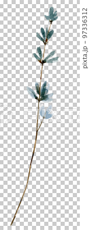 Lavender flower watercolor illustration. hand painted for weddings and invitations. 97336312