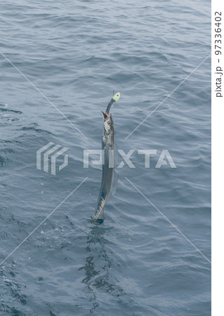 タチウオテンヤ釣り 97336402