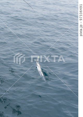 タチウオテンヤ釣り タチウオテンヤ釣り 97336491