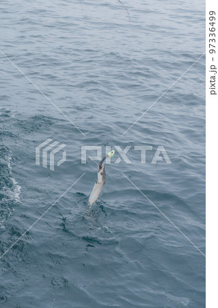 タチウオテンヤ釣り タチウオテンヤ釣り 97336499