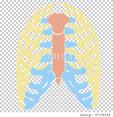 人肋骨胸骨+肋骨 97336548