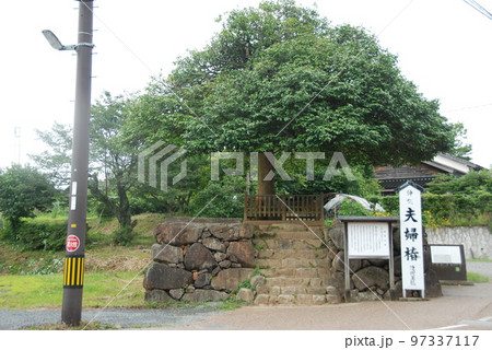 夫婦椿（八重垣神社／島根県松江市佐草町） 97337117