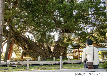 樹齢1600年の宝生院のシンパク 97337490