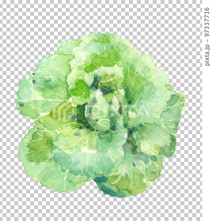 Illustration of a Chinese cabbage that started a ball drawn by watercolor White back Transparent background Illustration of a Chinese cabbage that started a ball drawn by watercolor White back Transparent background 97337716