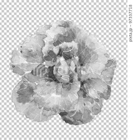 水墨画風の描いた結球の始まったハクサイのモノトーンイラスト 白バック 透過背景 水墨画風の描いた結球の始まったハクサイのモノトーンイラスト 白バック 透過背景 97337718