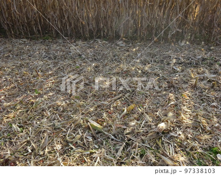 子実トウモロコシ　耕起作業 97338103