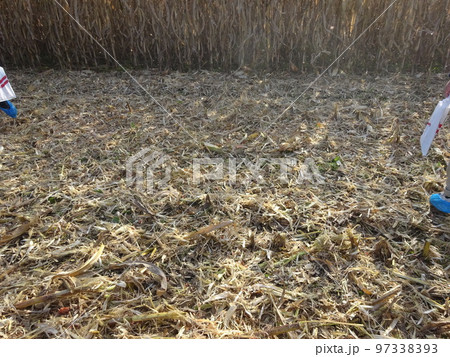 子実トウモロコシ　耕起前 97338393
