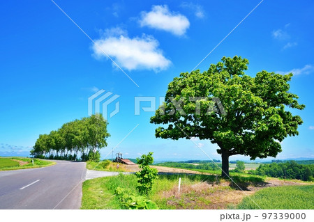 夏の北海道美瑛町 セブンスターの木とパッチワークの路 夏の北海道美瑛町 セブンスターの木とパッチワークの路 97339000