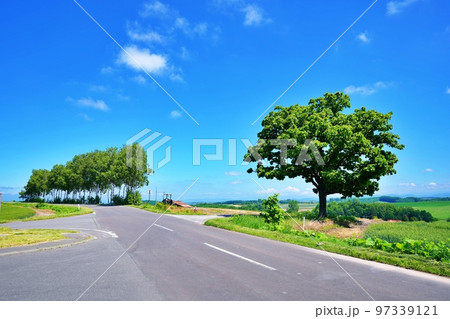 夏の北海道美瑛町 セブンスターの木とパッチワークの路 夏の北海道美瑛町 セブンスターの木とパッチワークの路 97339121