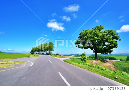夏の北海道美瑛町 セブンスターの木とパッチワークの路 夏の北海道美瑛町 セブンスターの木とパッチワークの路 97339123